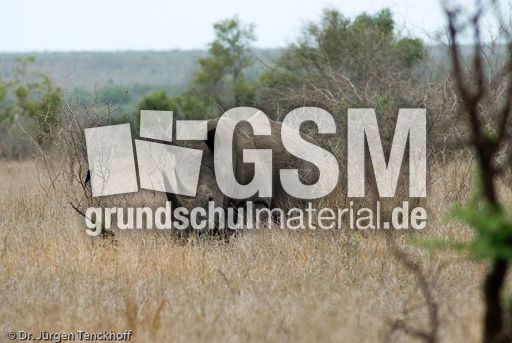 Breitmaulnashorn (5 von 28).jpg